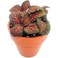 Fittonia Red 10 CM   Fresh Plant