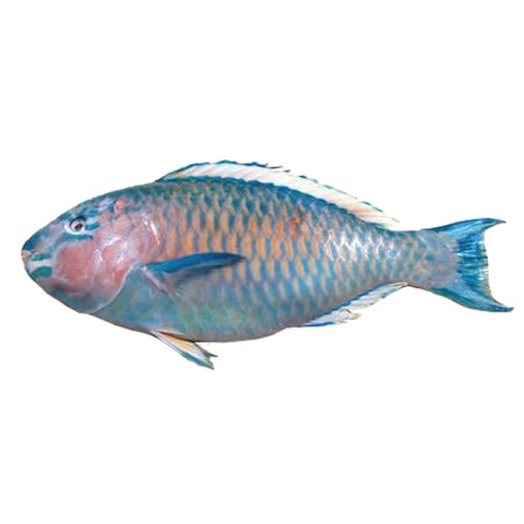 Fresh Parrot Fish Whole
