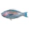 Fresh Parrot Fish Whole