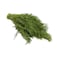 Fresh Dill