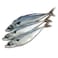 Russian Mackerel Fish Fresh