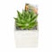 Enable Echeveria in Plain Square Cement Pot 13X18cm
