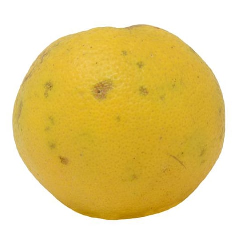 Orange Navel Local