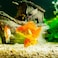 Vsell24 Super Naturals Golden Sand Aquarium Substrate For Fish Tank 2-4mm 2Kg
