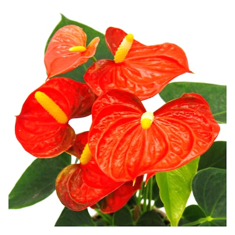Anthurium Plant 12Cm