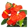 Anthurium Plant 12Cm