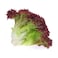 Lollo Rossa Lettuce Pack