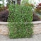 Generic-Simulation Fence Fence Telescopic Fence Fake Flowers Green Leaves Outdoor Garden Fence Wall Guardrail Decorative Leaves Blocking Plants Small fence-small green dill leaf