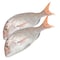 White Snapper Whole Fish