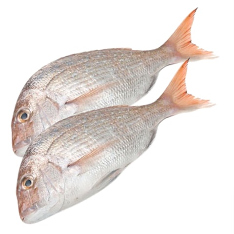 White Snapper Whole Fish