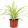 Chlorophytum Lemon 20-30 CM   Fresh Plants