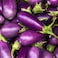 Purple Eggplant Seeds AG0099 High productivity + Agricultural Perlite Box (5 LTR.) by GARDENZ