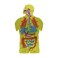 Human Body Educational Foam Board