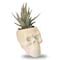 Enable Haworthia in White Skull Face Pot 15X8cm