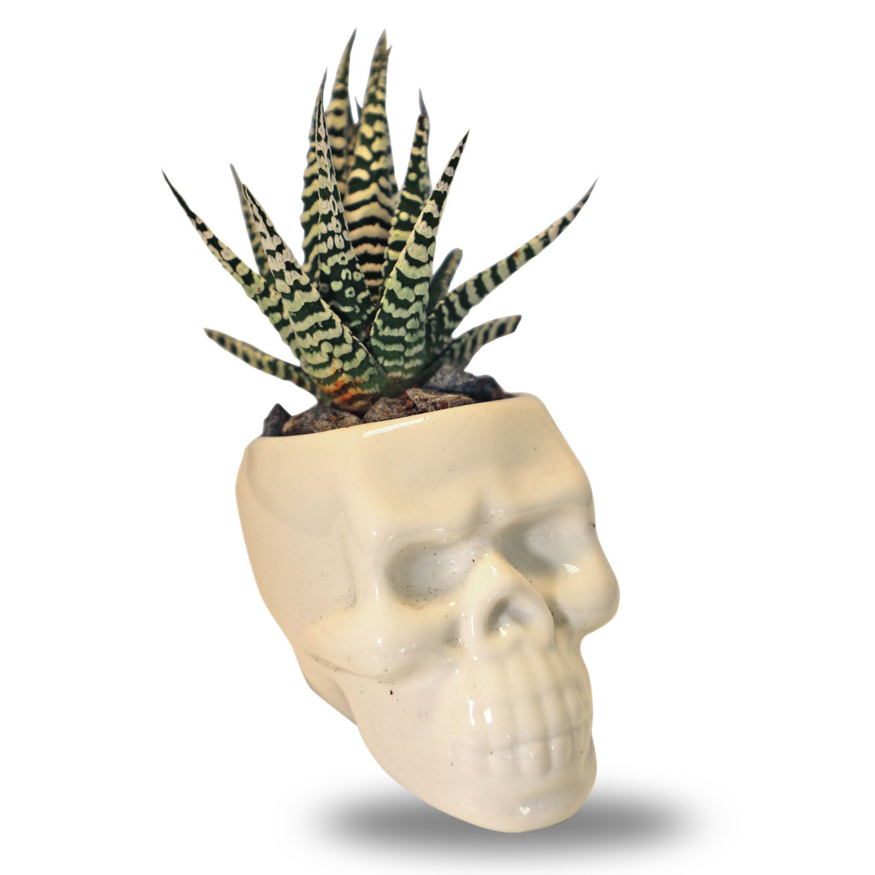 Enable Haworthia in White Skull Face Pot 15X8cm