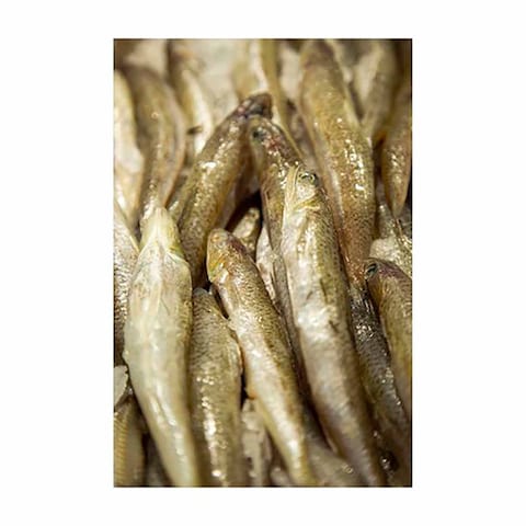 Macarona Fish Defrosted