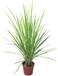 Lemon Grass OR Cymbopogon Citratus 40-50 CM   Fresh Outdoor Plants