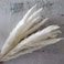 45cm Natural Dried Pampas Grass 30 Pcs for Flower Arrangements Home Decor (White)
