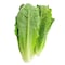 Lettuce Romaine