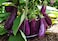 Purple Eggplant Seeds AG0099 High productivity + Agricultural Perlite Box (5 LTR.) by GARDENZ