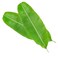 Banana Leaves
