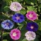 Vsell24 3Pack Morning Glory Flower Seeds For Planting NON GMO Flower Seeds With 98% Cleaness, 95% Purity, 85% Germination Rate 10g