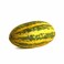 Cucumber Yellow India