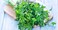 Gardenz Parsley Plants Seeds (Made In Spain) By Agrimaxgroup