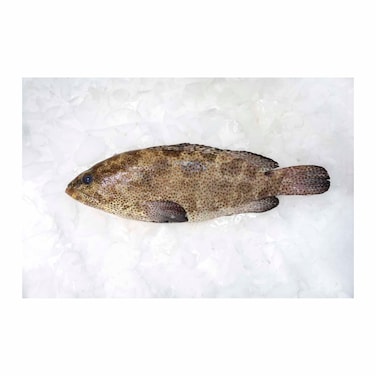 سمك الهامور