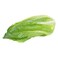 Lettuce Roman Loose 1pc