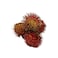 Rambutans 500g