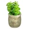 Mix Succulent Potted Plant 6Cm 3 Pieces