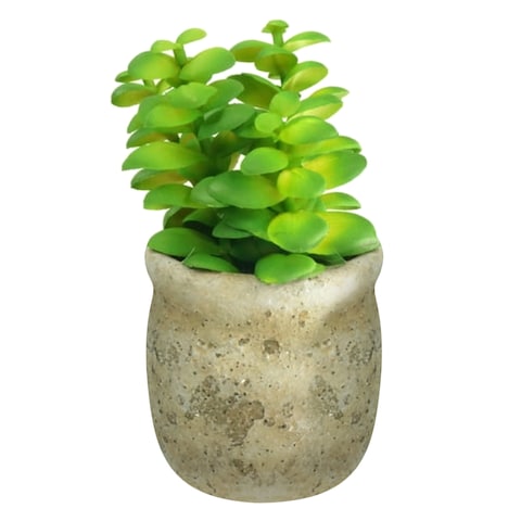 Mix Succulent Potted Plant 6Cm 3 Pieces