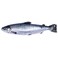 Fresh Norwegian Salmon 2/3 kg