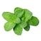 Mint Herbs 50g