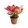 Aglaonema Anyamanee Pink 25-30 CM   Fresh Plants