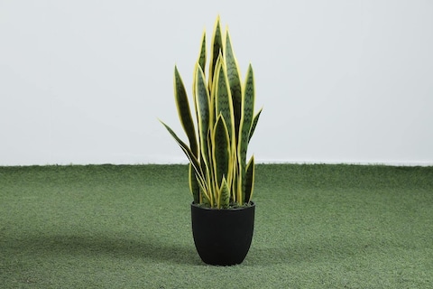 PAN Home Sansevieria Potted Plant Green/Yellow H66cm