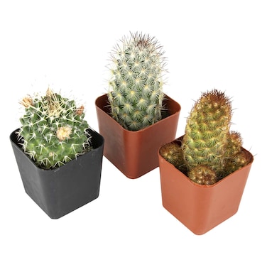 Mix Cactus Plant 6Cm 3 Pieces