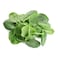 Local Baby Spinach 100g