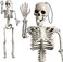Cphbo 24 Inches Halloween Skeleton Full Body Posable Movable Jonints For Decoration Decor