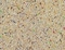 Egardenkart® Bird Food Small bird Budgie finches canaries hookbills doves quail and sparrows Seed mix (1kg, Budgie)