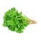 Coriander Bunch