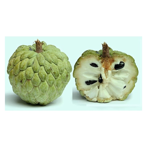 Custard Apple
