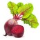 Beetroot (چقندر )