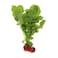 Fresh Red Radish BunchPer pc