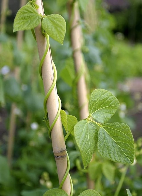 Egardenkart&reg; Bamboo Pole/Plant Support Stake Stick Garden Stake (3pcs, 180cm)