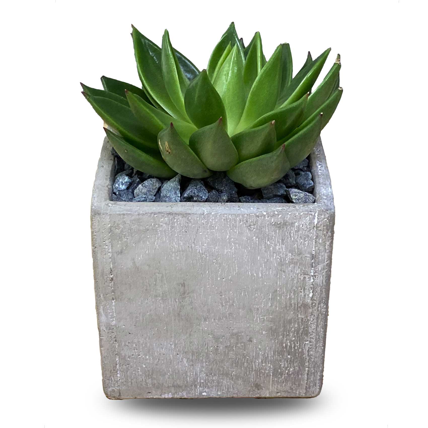 Enable Echeveria in Plain Square Cement Pot 13X18cm