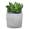 Enable Echeveria in Plain Square Cement Pot 13X18cm