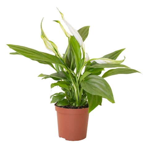 Peace Lily/Spathiphyllum 20-25 CM Fresh Indoor Plants
