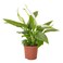 Peace Lily/Spathiphyllum 20-25 CM Fresh Indoor Plants